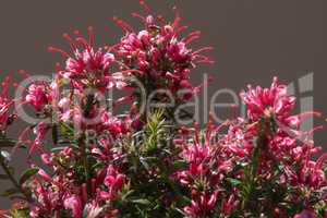 Close-up of a wonderful plant of Justicia carnea