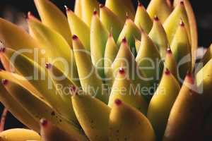 Close-up of a wonderful plant of sempervivum