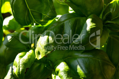 Close-up of a wonderful plant of basil