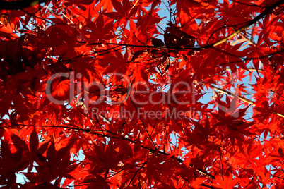 Japanese palmate maple with its distinctive red leaves during the fall season.