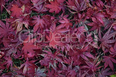 Closeup of Japanese maple leaves with classic fall colors.