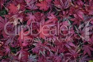Closeup of Japanese maple leaves with classic fall colors.