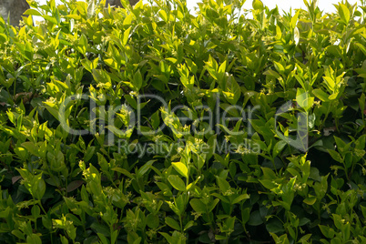 A close-up of a thriving Trachelospermum jasminoides plant