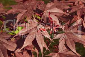 Close up of Japanese palmate maple with its distinctive red leaves