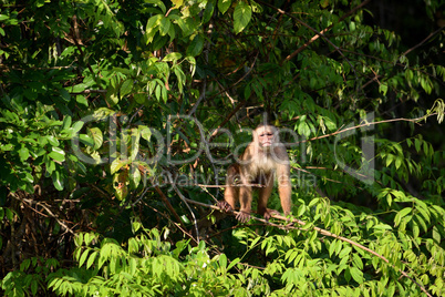 White fronted capuchin in the jungle, Amazon, Brazil.