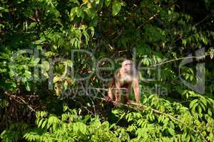 White fronted capuchin in the jungle, Amazon, Brazil.