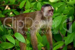 White fronted capuchin in the jungle, Amazon, Brazil.