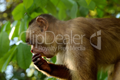 White fronted capuchin in the jungle, Amazon, Brazil.