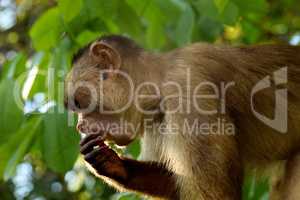 White fronted capuchin in the jungle, Amazon, Brazil.