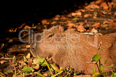 Capybara on the Rio Cuiaba riverbank, Pantanal.