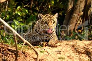 Jaguar in Pantanal