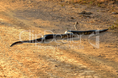 Yellow anaconda crossing the Transpantaneira, Pantanal Brazil