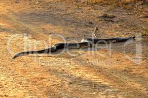 Yellow anaconda crossing the Transpantaneira, Pantanal Brazil