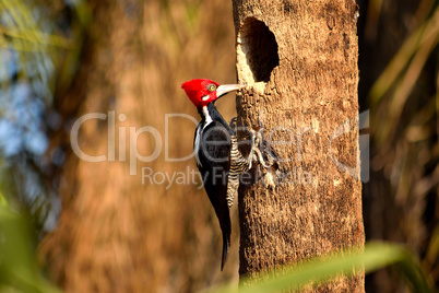 Crimson crested Woodpecker in Pantanal, Matogrosso, Brazil