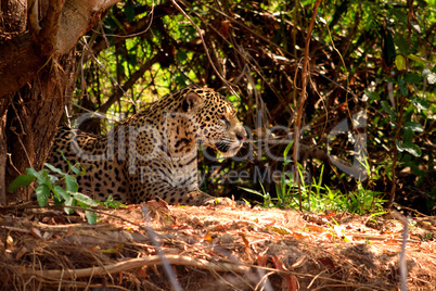 Jaguar female on Rio Cuiaba riverbank, Porto Jofre, Brazil.