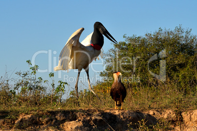 Jabiru Stork on Rio Cuiaba, Pantanal Matogrosso Brazil