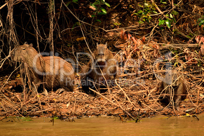 Capybara on the Rio Cuiaba riverbank, Pantanal Brazil