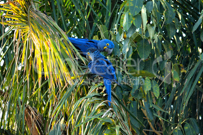 Hyacinth macaw on Rio Cuiaba, Pantanal Matogrosso Brazil