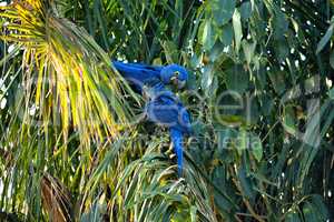 Hyacinth macaw on Rio Cuiaba, Pantanal Matogrosso Brazil