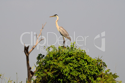 Birds of Pantanal, Matogrosso, Brazil