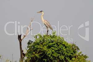 Birds of Pantanal, Matogrosso, Brazil