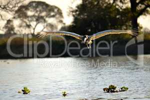 Jabiru Stork flying on Rio Cuiaba, Pantanal, Brazil
