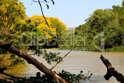 Classic wonderful panorama of a Wetland, Pantanal