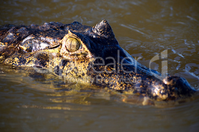 Jacare Caiman in Rio Cuiaba, Pantanal, Brazil.