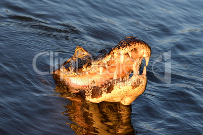 Jacare Caiman in Rio Cuiaba, Pantanal, Brazil.