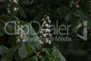 Close-up of flowering chestnut trees, Aesculus hippocastanum