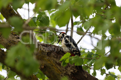 Great spotted woodpecker perched on a twig