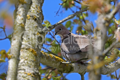 Wild pigeon on the tree. Turkish dove.