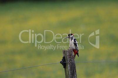 Great spotted woodpecker perched on a post