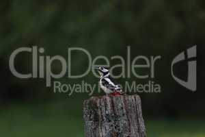 Great spotted woodpecker perched on a post