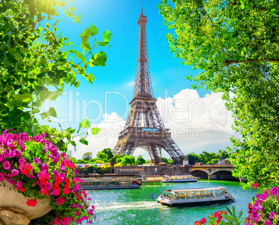 Blossom in Paris