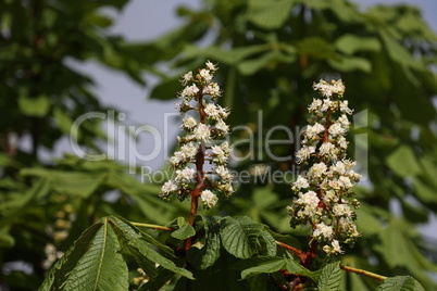 Blooming chestnuts in spring close up, Aesculus hippocastanum