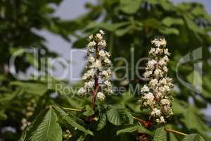 Blooming chestnuts in spring close up, Aesculus hippocastanum