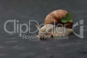 Grape snail slowly crawling on a flat surface