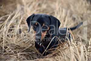 black dog in autumn grass