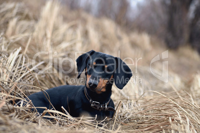 Black dog on the background of the old gray grass