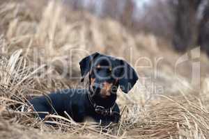Black dog on the background of the old gray grass