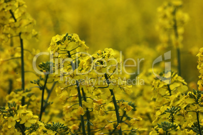 Yellow rapeseed flowers in a field in spring