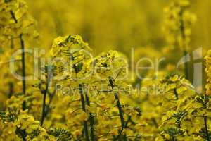 Yellow rapeseed flowers in a field in spring