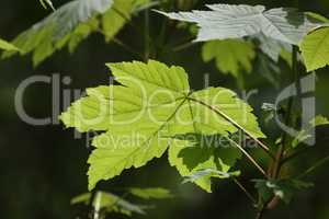 Lighted with sunlight green leaf in the wind