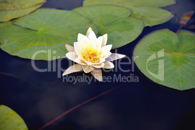 Lily in the water against the background of green leaves