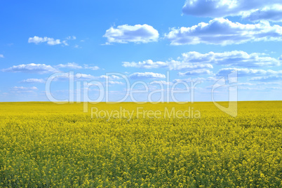 Field of yellow flowers and blue sky with clouds