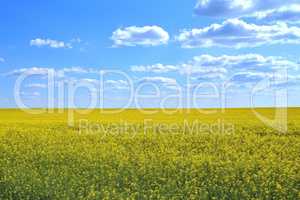 Field of yellow flowers and blue sky with clouds