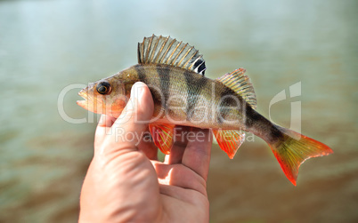 Fishing. Perch in hand against the background of water