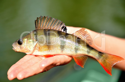 Fishing. Perch in hand against the background of water