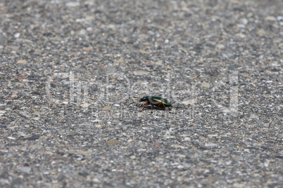 Carabus auronitens. A beautiful green ground beetle crawling on the asphalt.